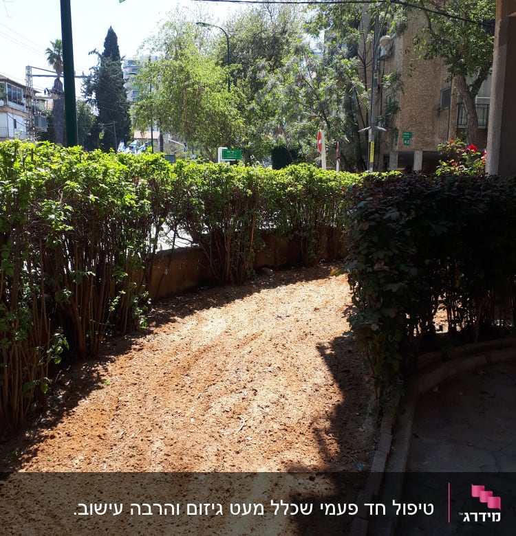 שיחים גזומים לצד שביל עפר בגינה